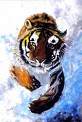 trop  beau